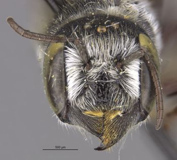 Media type: image;   Entomology 23416 Aspect: head frontal view